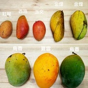 芒果只認識愛文會被笑啦~夏天還有這11種芒果好吃!